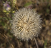 Dent de lleó (Taraxacum officinale)