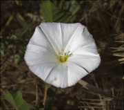 Corretjola gran (Calystegia sepium)