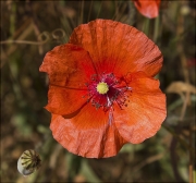 Rosella (Papaver roheas )