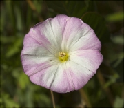 Corretjola (Convolvulus arversis)