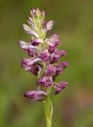 Abellera olorosa (Orchis coriophora)