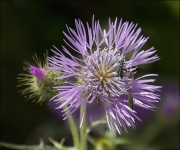 Calcida blanca o Card blanc (Galactites tomentosa) amb Oedemera nobilis