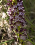 Orquídia purpúria (Orchis purpurea)