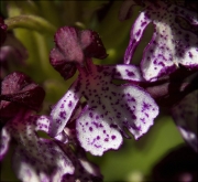Orquídia purpúria (Orchis purpurea)