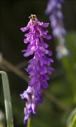 Vicia sp.