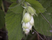 Sàlvia romana o madrona (Salvia sclarea)