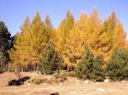 Bosc de Larix decidua