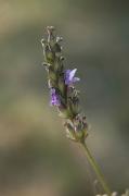 Espígol ver (Lavandula angustifolia)