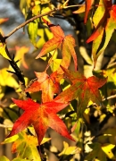 Liquidàmbar americà (Liquidambar styraciflua)