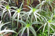 Àloe (Aloe arborescens)