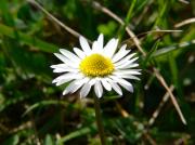 Leucanthemum vulgare