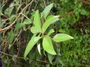 Plantes invasores 1, Truana (Ligustrum lucidum)