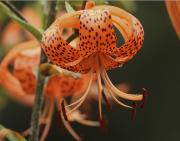 Lilium Lancifolium