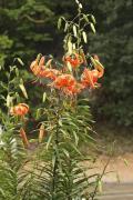 Lilium Lancifolium