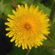 Lletsó (Sonchus tenerrimus)