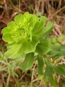 Lleterola d'hort, llechetrezna girasol ( Euphorbia helioscopica)