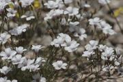 Lli blanc menut (Linum tenuifolium)