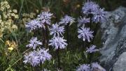 Lluqueta de roca (Globularia cordifolia)