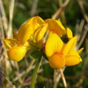 Lot corniculat (Lotus corniculatus)