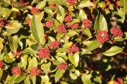 Marfull (Viburnum tinus)