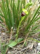 Mosques negres (Ophrys fusca)