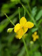 Herba d'orenetes (Chelidonium majus)