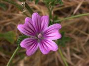 Malva (Malva sylvestris)