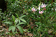 MARCÓLIC - LILIUM MARTAGON