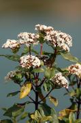 Marfull. Durillo (Viburnum tinus)