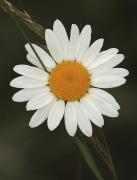 Margarida (Anthemis triumfetti)