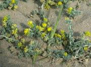 Alfalç marí, mielga marina (Medicago marina)