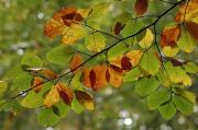 Faig. Haya (Fagus sylvatica)