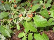 Morella groga (Solanum nigrum ssp villosum)