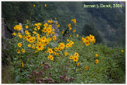 Helianthus tuberosus L. (nyàmera)