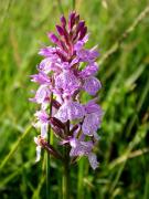 Orquídia tacada (Orchis maculata)