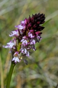 Orquídia cremada (Orchis ustulata)