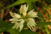 Orquídia Curraià blanc (Cephalantera longifolia)