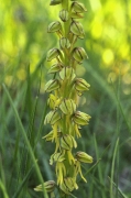 Orquídia de l'home penjat (Aceras anthropophorum)
