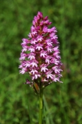 Orquídia barretet piramidal (Anacamptis pyramidalis)