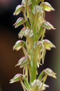 ORQUÍDIA DE L'HOME PENJAT (Aceras antropophorum)