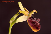 Ophrys passionis Sennen (Abellera de la Passió )