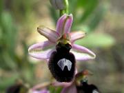 Quina orquídia és?