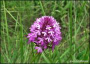 Orquídia Piramidal (Anacamptis Pyramidalis)