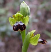 Ophrys fusca