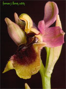 Ophrys tenthredinifera Willd.