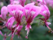 Pelargonium papilionaceum 1/2