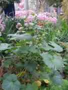 Pelargonium papilionaceum 2/2