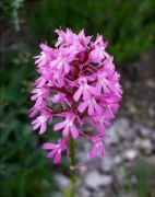 Barretet piramidal (Anacamptis pyramidalis) 2/2