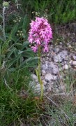 Barretet piramidal (Anacamptis pyramidalis) 1/2