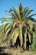 Palmera de canàries (Phoenix canariensis)